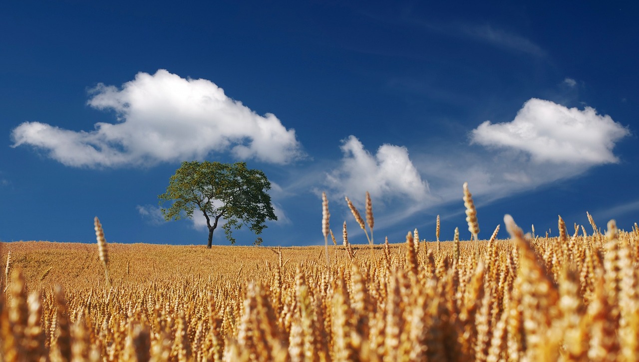 Field-harvest Field-harvest