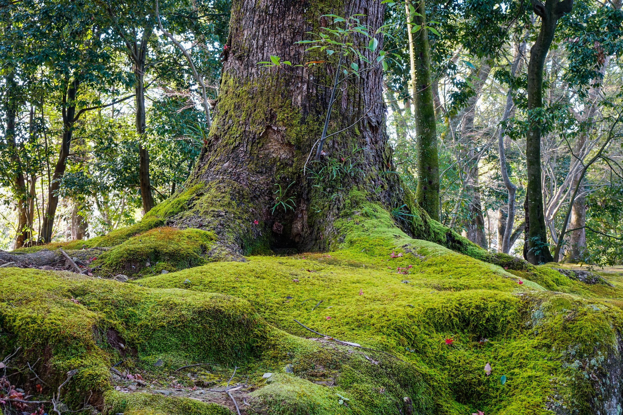 Ancient tree with green moss at the city park in summer day.