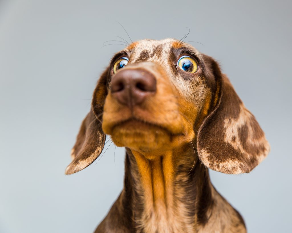 Wide,Eyed,Double,Dapple,Dachshund,Puppy,Looks,Intimidated,And,Surprised
