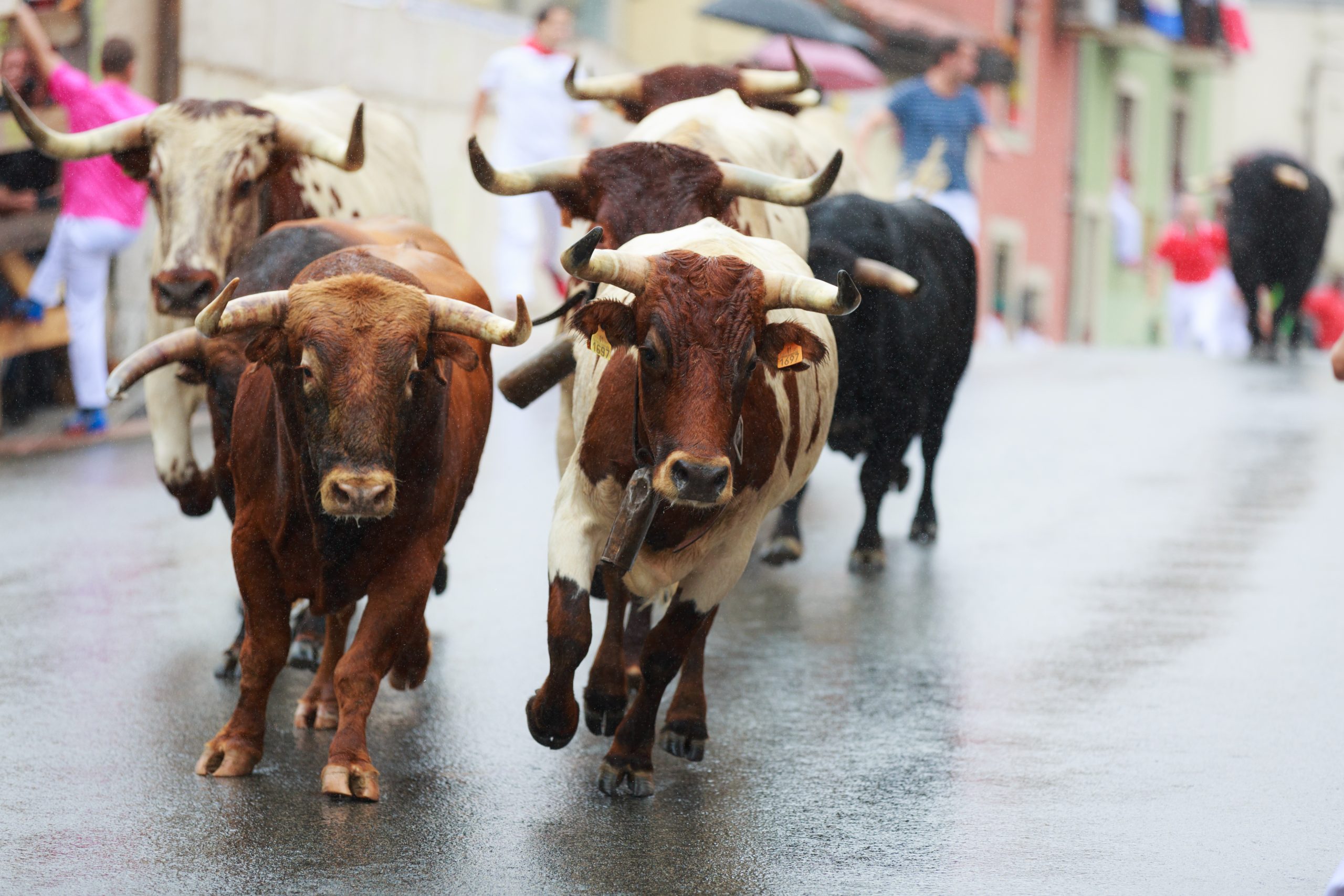 AMPUERO, SPAIN - SEPTEMBER 08: Bulls and people are running in street during festival in Ampuero, celebrated on September 08, 2016 in Ampuero, Spain