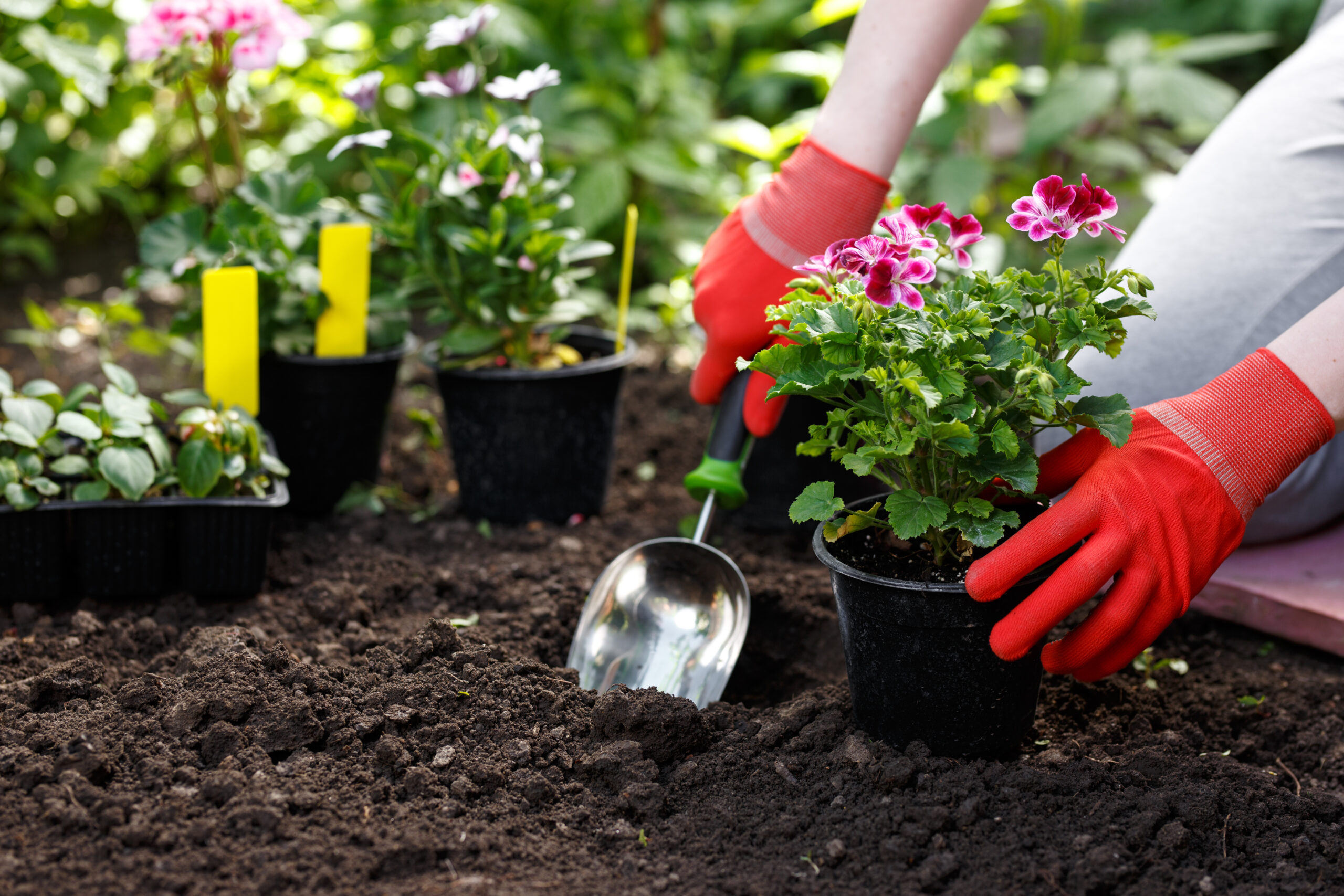 Gardener woman planting flowers in her garden, garden maintenance and hobby concept.