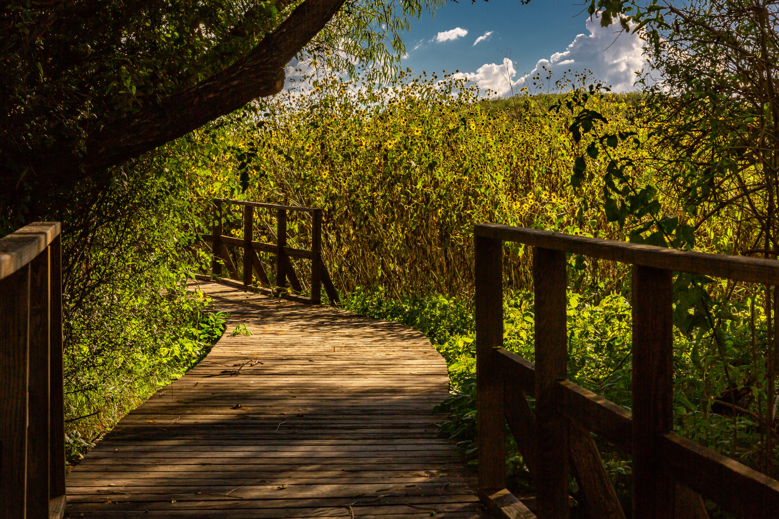 A boardwalk winds through the sunflowers of Arivaca Wetlands. Southeast Arizona.