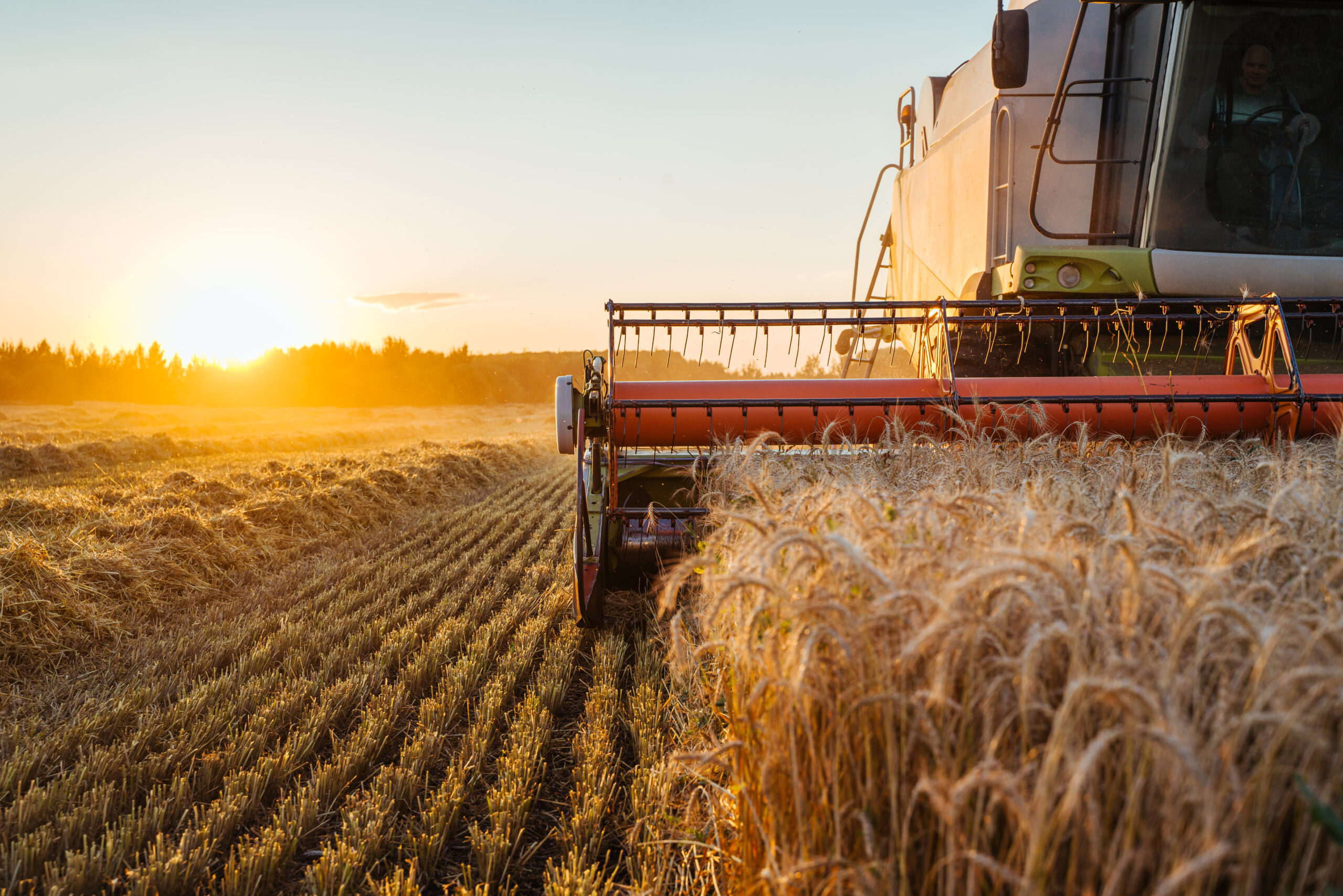 Combine harvester harvests ripe wheat. Ripe ears of gold field on the sunset cloudy orange sky background. . Concept of a rich harvest. Agriculture image